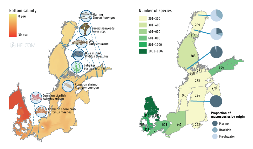 Figure 1.2. The Baltic Sea Is Characterised By Brackish Water, And By Gradually Decreasing Salinity From Its Entrance In The Southwest To The Inner Parts. These Conditions Also Affect The Distribution Of Species. The Left Figure Shows The Salinity In Different Areas Of The Baltic Sea And The Inner Distribution Limits Of Some Species Of Marine Origin (cod And Herring: According To Natural Resources Institute Finland (2017); Other Species: Furman Et Al. (2014) And Finnish Environment Institute (2017)). The Right Figure Shows The Total Number Of Macrospecies In The Sub-basins, Including Invertebrates, Fish, Mammals, Birds And Macrophytes (HELCOM 2012a). The Blue Pie Charts Illustrate How The Proportions Of Freshwater, Brackish And Marine Species Shift Along The Salinity Gradient, Based On The Number Of Macrospecies In Each Of These Categories At Different Locations (Furman Et Al. 2014).