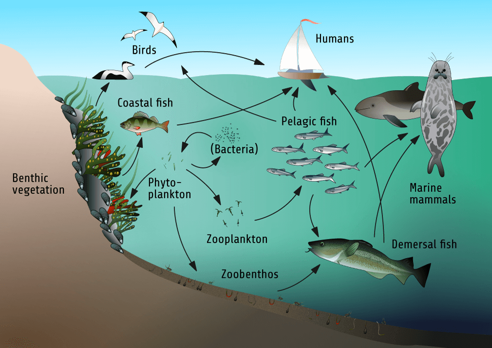 Figure 1.3. A Schematic, Simplified Illustration Of The Food Web Structure In The Baltic Sea. Illustration: Sebastian Dahlström.