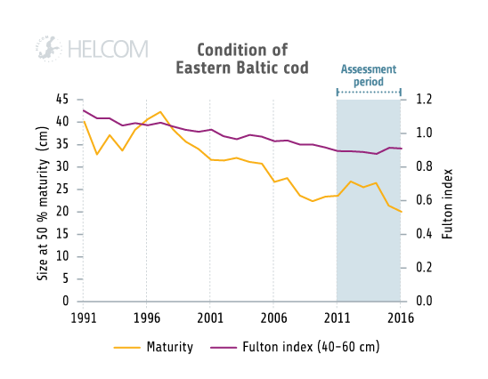 HELCOM HOLASII Fig 5.3.6 Size Structure And Condition Of Eastern Baltic Cod